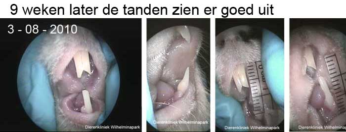 De ene tand onder houdt de boven tanden op de juiste lengte